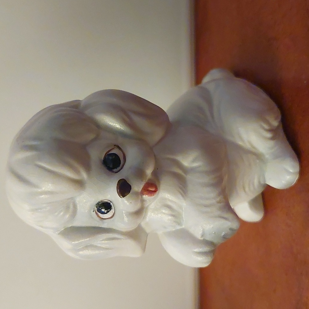 Poodle Salt & Pepper - Picture 10 of 13